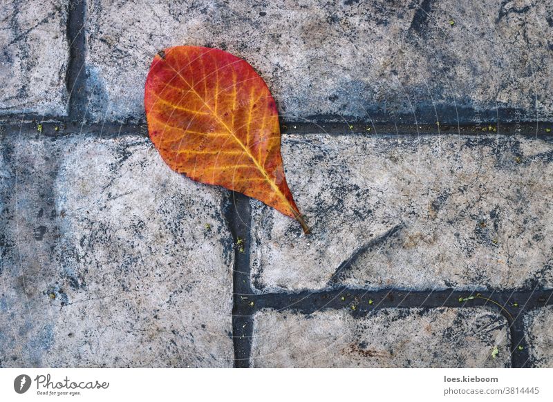 Red orange leaf on old fashioned stone sidewalk, Mexico autumn floor yellow texture outdoor fall surface season background pattern nature closeup maple road