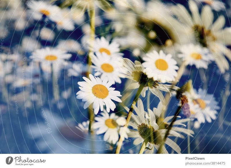 Flower meadows-healed world Meadow Nature Plant Summer Blossom Grass White Garden Close-up Daisies, flora blurriness Deserted