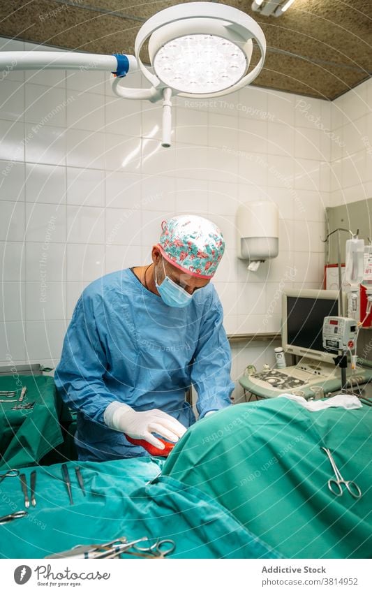 Veterinary surgeon performing a surgical procedure on a dog veterinarian pet surgery operation clinic hospital mask veterinary animal patient pets instruments