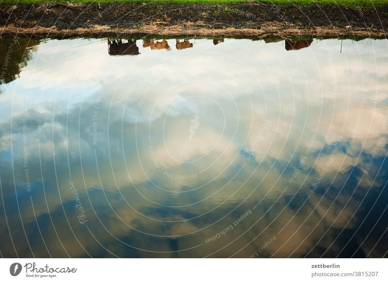 Cows above the text free space cows Herd Agriculture Livestock animal husbandry Willow tree peasant Farm Water Pond Lake ponds Surface of water reflection