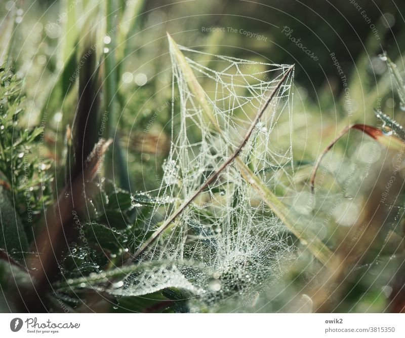 Morning Network spinning threads Life Foliage plant naturally Worm's-eye view blades of grass Growth Near Wild plant Fresh Idyll Early morning dew sparkle