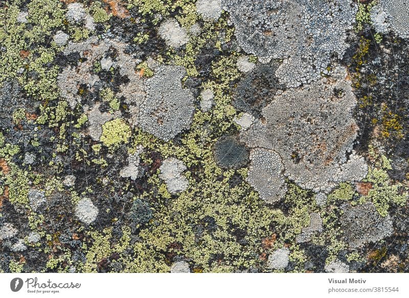 Texture of different lichens growing over a stone surface texture abstract background detail exterior nature aged green organism algae close-up old plants rock
