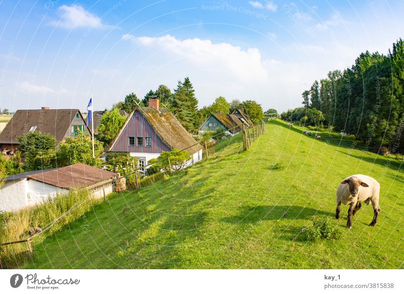 Path along the dike with trees on the wayside and houses on the horizon Nature Landscape Summer Exterior shot Tree Deserted Street Vantage point Calm Green