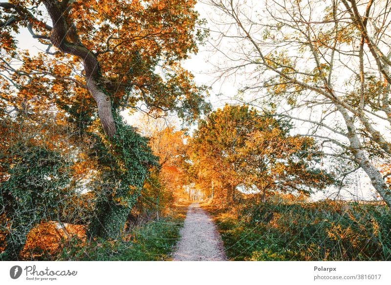 Hiking trail in the fall surounded by colorful trees branch orange pathway scenic colors light sun walkway footpath seasons hiking november woodland plant gold