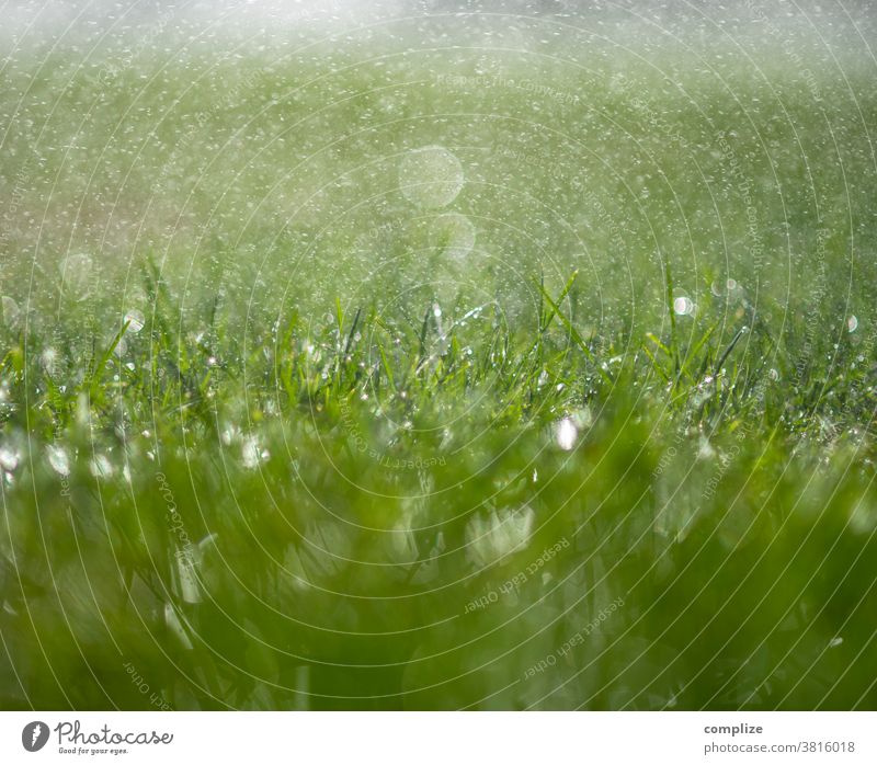 sprinklers Lawn sprinkler Grass Meadow Water Drop Wet wet Drops of water blade of grass macro soak Cast