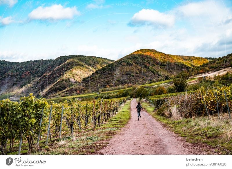 Wine Hiking Lanes & trails Hunsrück Moselle valley Wine growing Rhineland-Palatinate Mosel (wine-growing area) vine Vineyard Bunch of grapes Landscape Mountain