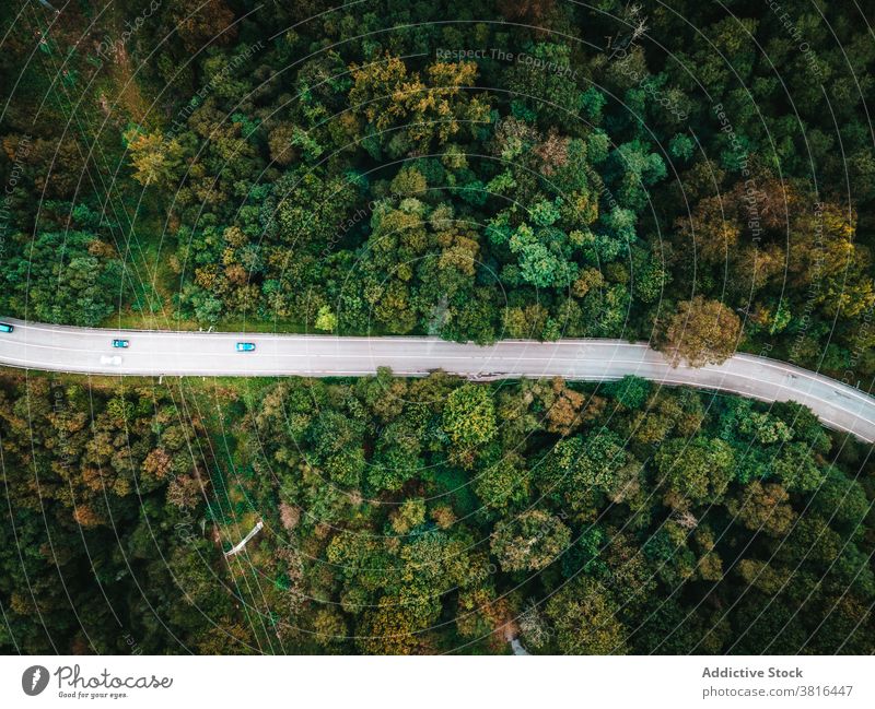 Road with cars in forest road woods drive amazing green woodland roadway highway spectacular transport vehicle scenic tree route nature trip picturesque asphalt