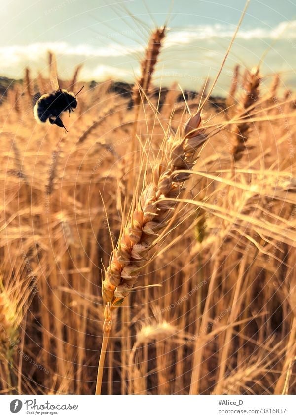 Wheat stalk field and bumblebee in approach Wheatfield Wheat straws close up brown Gold Dry Grain Grain field Spelt stalks Bumble bee Insect Nature food