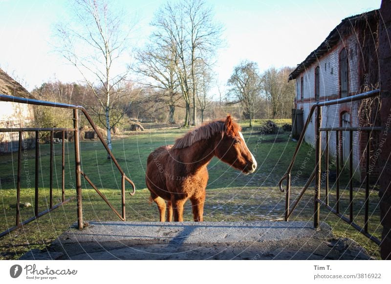 a horse stands in front of the house Horse Farm Exterior shot Animal Mane Brown Pelt Nature Mammal Grass Stairs Courtyard farm Ranch Poland poliska Pony pretty