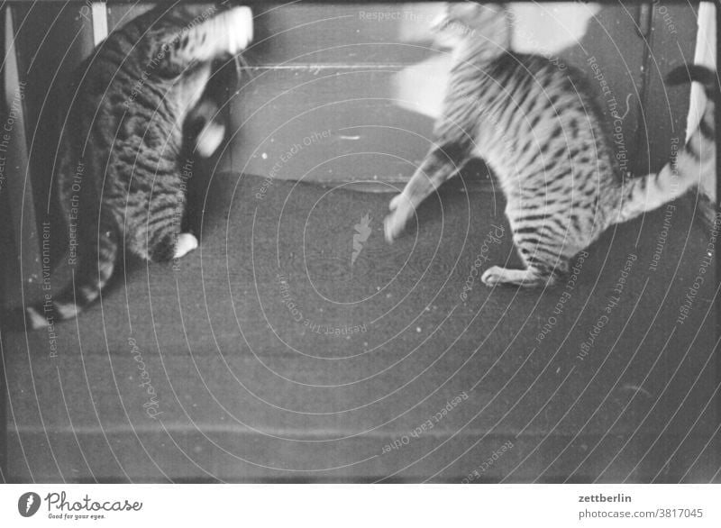 Two cats Cat Animal Pet two Couple quarrel battle Duel argue Conflict Competition Adversary foe Antagonism Ranking swift Movement motion blur