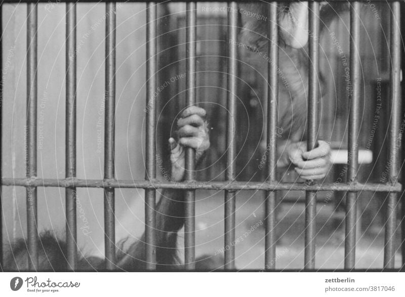 Monkeys in a monkey house Ape Primacy Zoo Captured Cage animal experiment Laboratory animal park Hospitalization captivity animal welfare Animal protection Hand