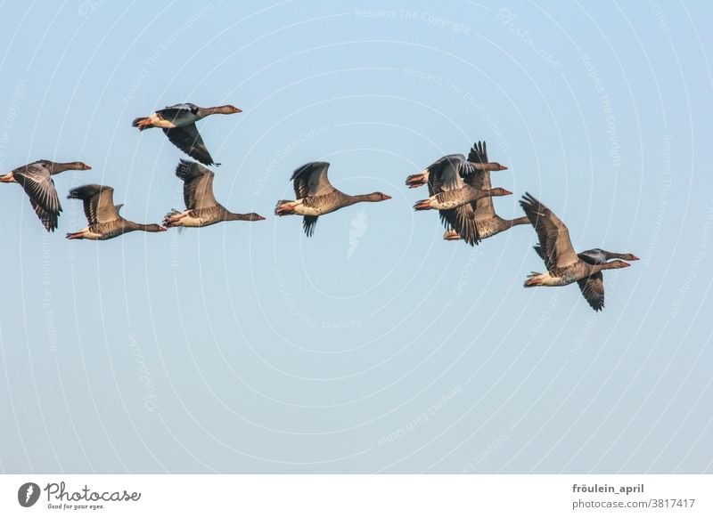 Extract - grey geese in flight Bird Flock of birds Migratory birds Gray lag goose Goose Flying travel Sky Wild animal Exterior shot Nature Animal Colour photo