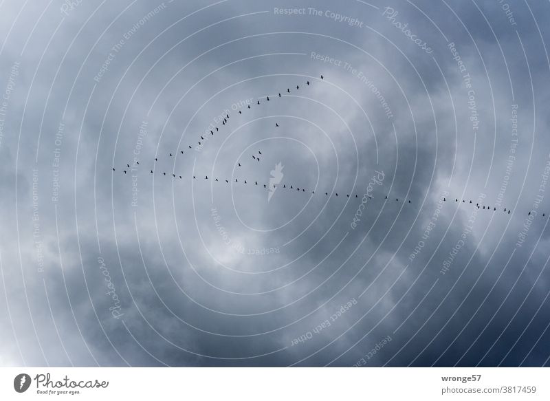 Migratory birds migrate in V-formation in the heavily clouded sky towards the south into warmer climates bird migration Bird Flying Sky Flock Nature