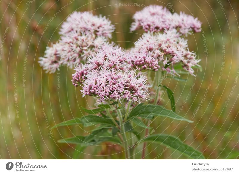 Valeriana officinalis or cat grass  flowering  in the meadow. Close up view alternative aromatic bloom blooming blossom blossoming botanical buds closeup field