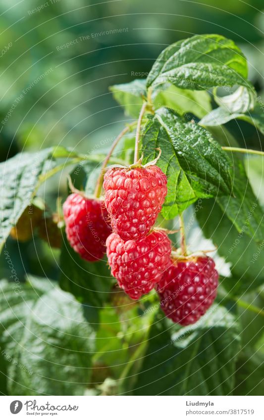 The branch of red ripe raspberries growing in the orchard agriculture background beautiful berry botany bunch bush close up closeup cultivation delicious