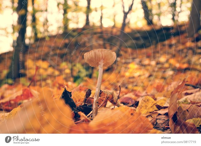 A small mushroom in the middle of colourful autumn leaves Mushroom Forest Ground Autumn Autumnal Mushroom cap Deciduous forest Environment Woodground foliage