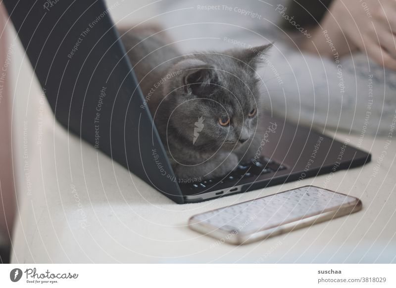 a tomcat occupies the keyboard of a laptop Cat hangover Domestic cat Pet Animal Cute Mammal Kitten Keyboard rest Allocate Fill hog Observe attention Cellphone