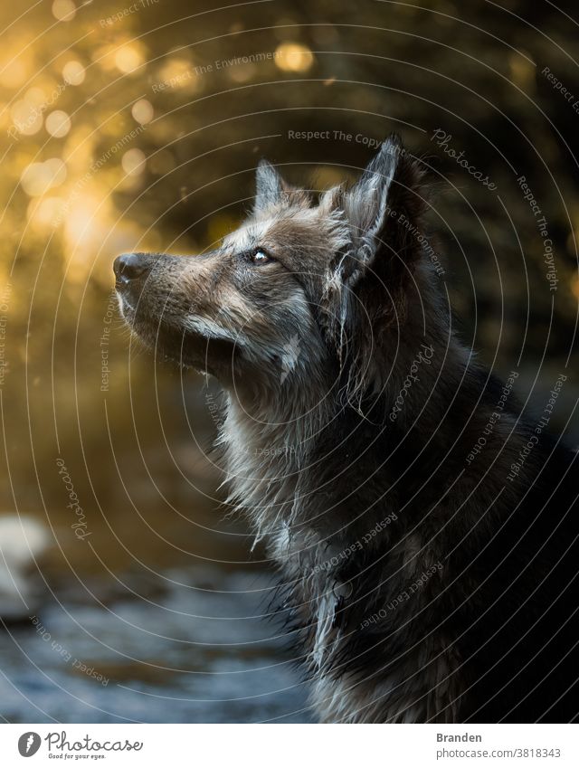 Beautiful dog portrait during sunset Mammal Woman walk White Warmth Nature Shepherd dog Summer Sun Exterior shot Landscape Sunset Dog To go for a walk