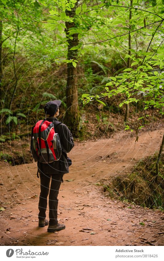 Unrecognizable traveler on path in forest woods backpack trail natural scenery explore wanderlust nature natural monument of sequoias