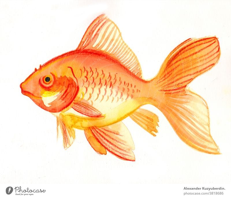Golden fish on white background. watercolor painting - a Royalty