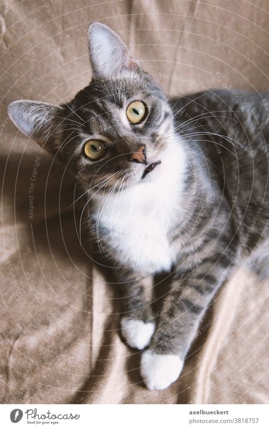 funny cat with questioning look looking curious expression wide-eyed tabby kitty surprise animal portrait inquisitive curiosity domestic cute feline kitten eyes