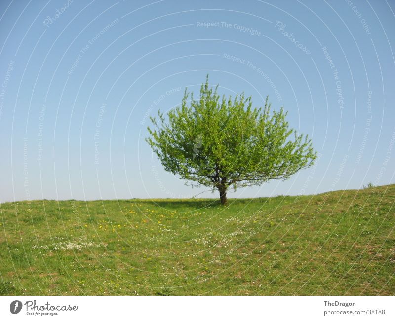 Summer tree - summer tree Tree Leaf Meadow Physics Plain Sky Blue Warmth Landscape leaves heaven