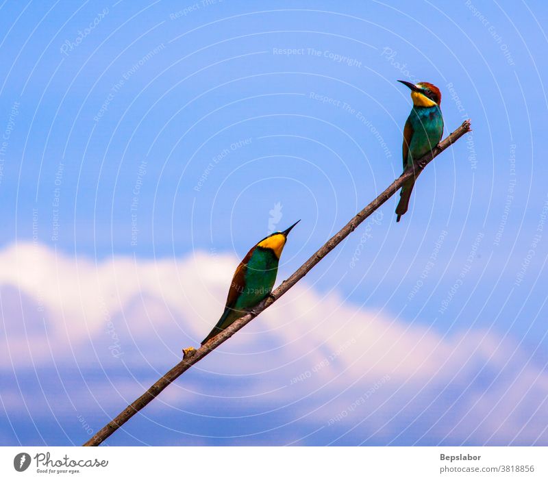 View of a couple of the European Bee-eater perched on the branch, blue sky and clouds on background Merops apiaster passerine bird nature nature reserve tree