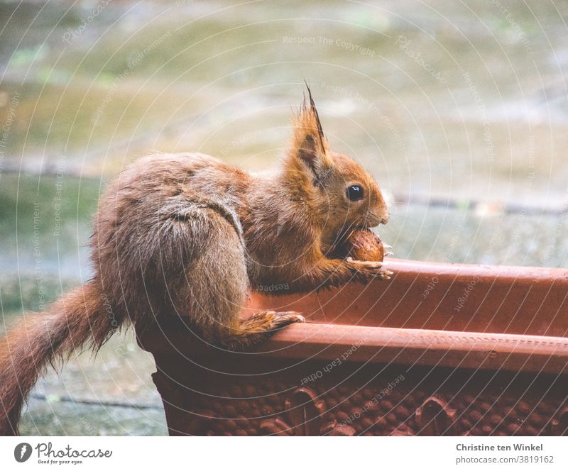 A squirrel with a walnut in his paws sits on an empty terracotta flower box. He is just about to put the walnut into his cheek pocket for transport Squirrel