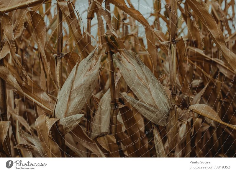 Dry corn field Cornfield Cereal Agriculture Agricultural crop Close-up Exterior shot grain Nature Grain field Field Ear of corn Harvest Food Colour photo