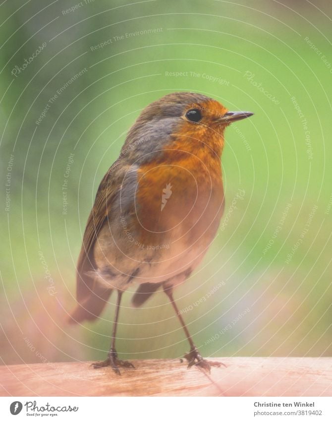 Curious robin stands on the edge of a wooden table and looks to the side. Close up with shallow depth of field. Robin redbreast Erithacus rubecula Wild animal 1