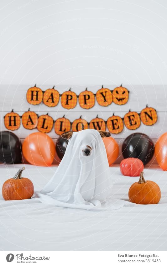 cute jack russell dog at home wearing ghost costume. Halloween background decoration halloween indoors balloons bedroom house lovely pet nobody orange pumpkin
