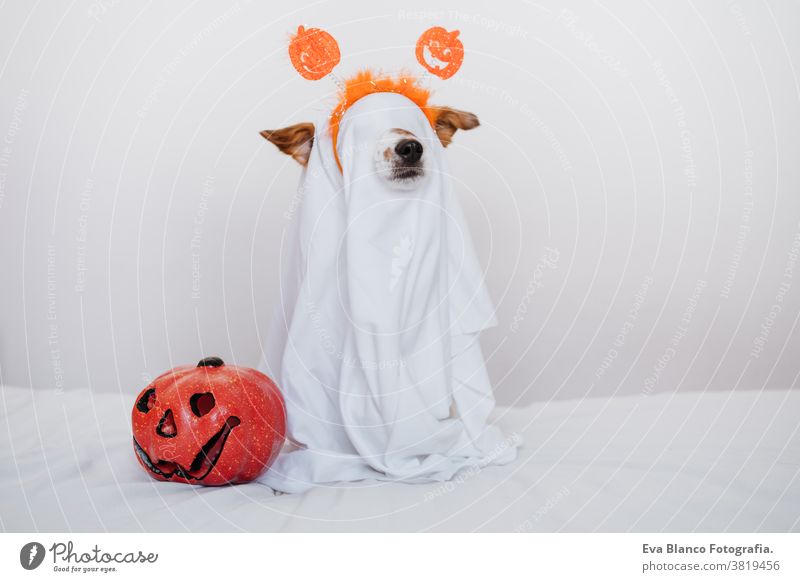 cute jack russell dog at home wearing ghost costume. Halloween background decoration. halloween indoors balloons bedroom house lovely pet nobody orange pumpkin