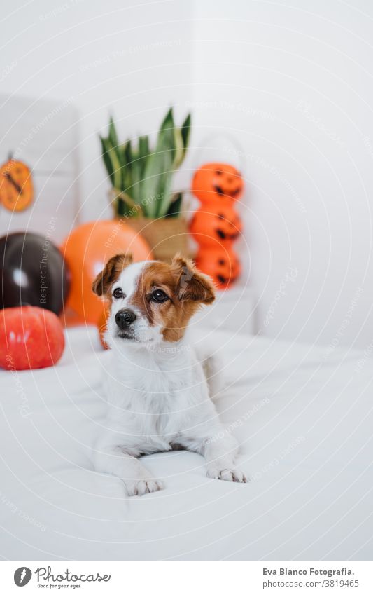 cute jack russell dog at home. Halloween background decoration in bedroom with balloons, garland and pumpkins halloween indoors house lovely pet nobody orange
