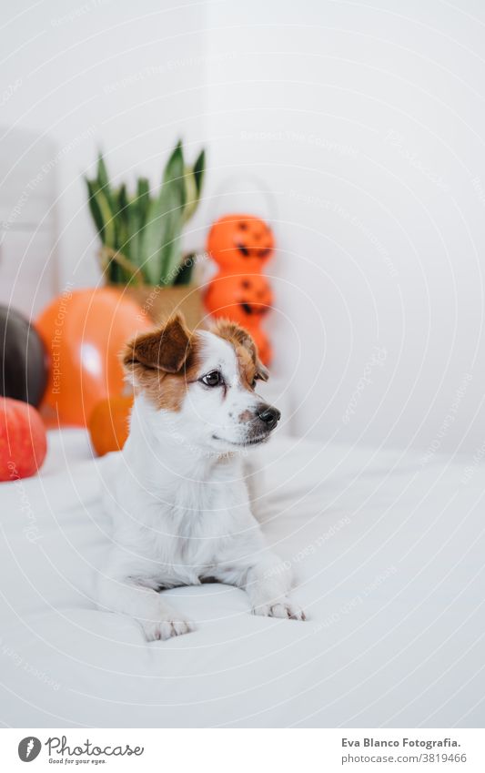 cute jack russell dog at home. Halloween background decoration in bedroom halloween indoors balloons house lovely pet nobody orange pumpkin diadem funny