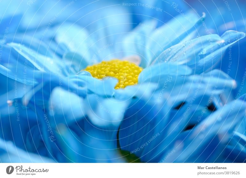 Blue daisies with a blurred background. Floral concept. flowers blue petals macro floral daisy nature summer plant spring meadow beautiful yellow beauty natural