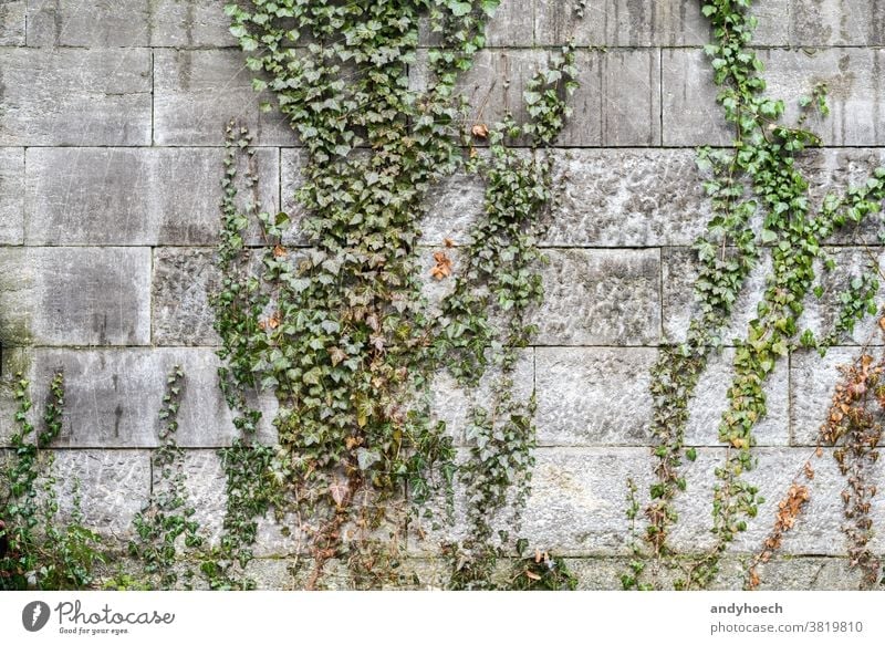 Ivy climbs over the gray stone wall abstract aged architecture autumn autumnal backdrop Background beautiful botany brick building climber climbers climbing