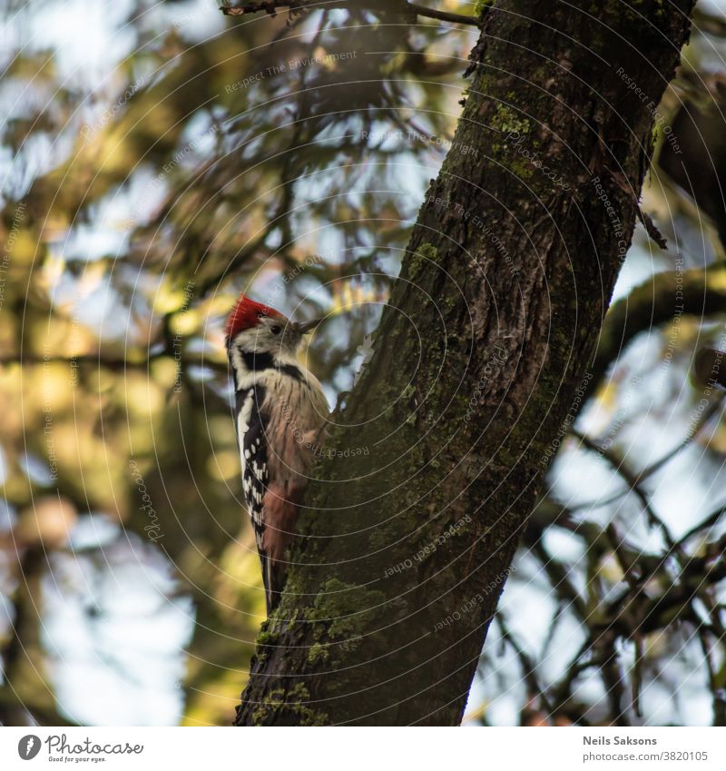 woodpecker on old apple tree trunk adult animal bird bole bright Colour photo Wild animal 1 Feather avian Brown hbitat mature animal nature outdoors perching