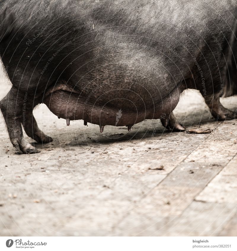 pot-bellied pig Meat Sausage Swine Pot-bellied pig 1 Animal Walking Stand Pregnant Brown Gray Gluttony Voracious Lack of inhibition Debauchery Udder Teat