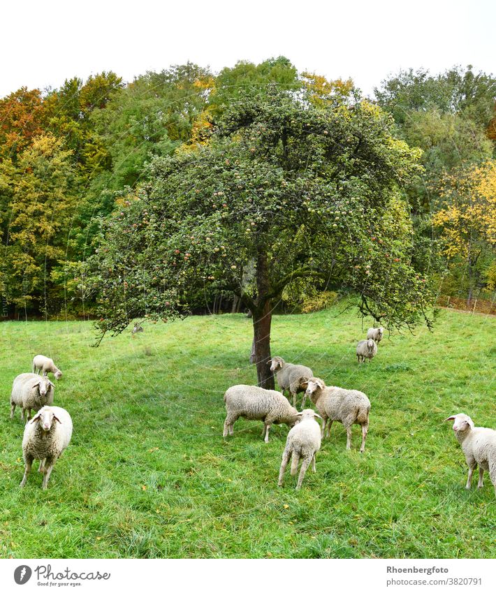 Flock of sheep grazing in the meadow under the apple tree Sheep Meadow Grass grasses Willow tree Landscape Nature Wool sheep's wool Farm animal Animal Pet