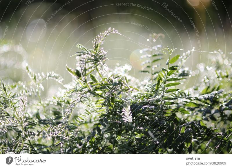 Sun magic of the morning. Silvery dew, shimmering with sunlight, densely covers the green grass in the meadow at dawn. Abundant sparkling dew against the background of iridescent sun glare.