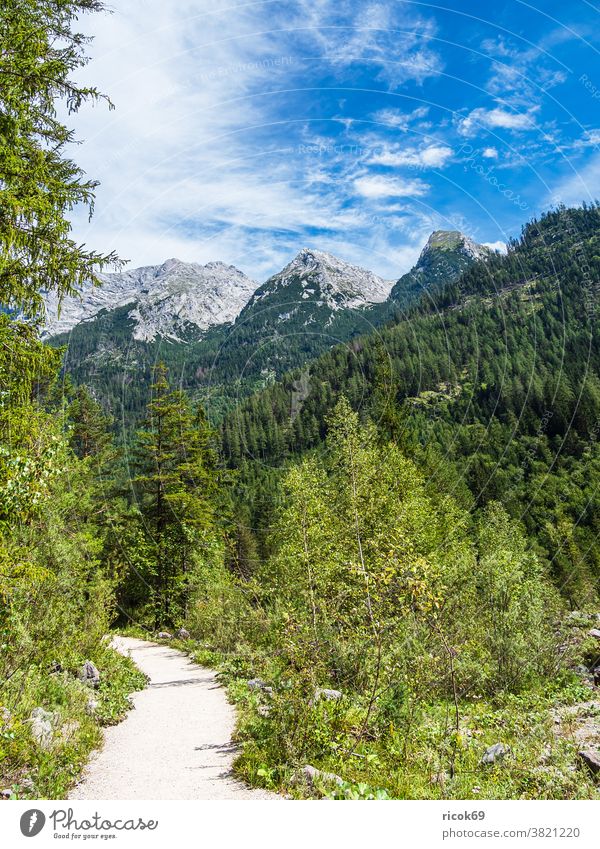 Hiking trail in Klausbachtal in the Berchtesgadener Land hiking trail Berchtesgaden Country Bavaria Alps mountain Tree Forest Landscape Nature off path Clouds