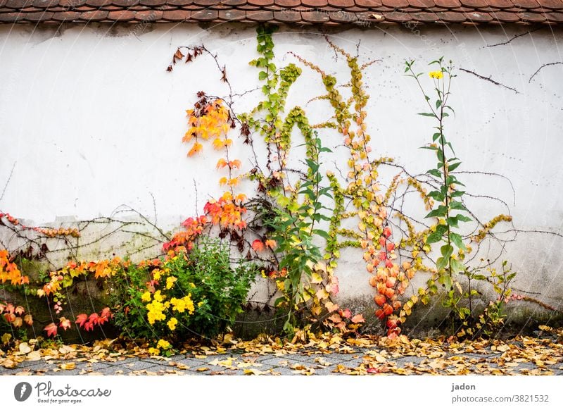 mural. autumn version. Wall (building) Wall (barrier) plants Autumn Nature Deserted Green Facade Plant Leaf Tendril foliage Roof Tiled roof Creeper Overgrown
