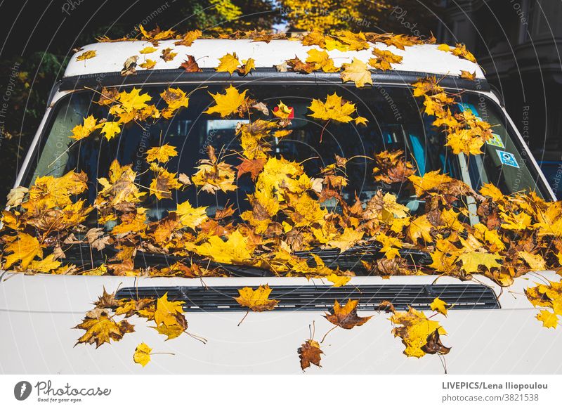 Autumn is a colorful season even in the city autumn background close-up copy space day daylight detail fall leaves nature outdoor seasonal tree car yellow