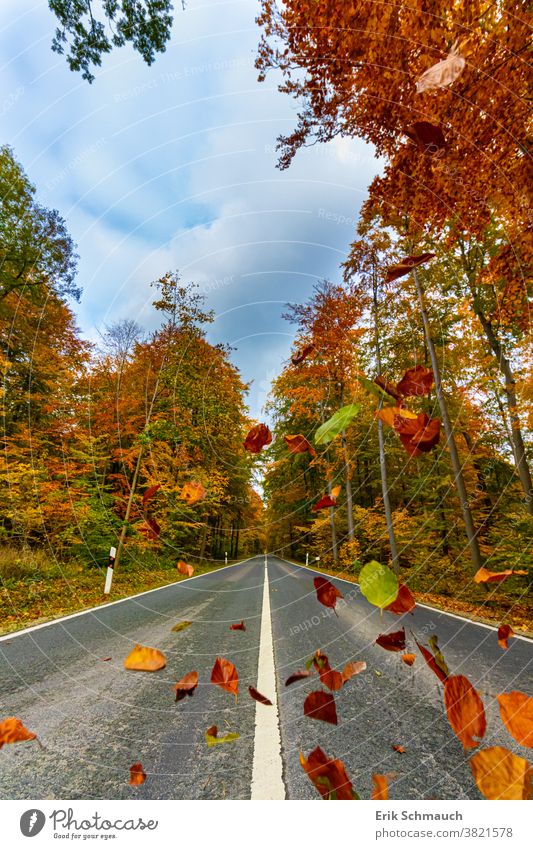 A straight country road through a typical colourful forest in autumn Forest, trees, nature, Autumn Country road variegated Nature autumn colours foliage