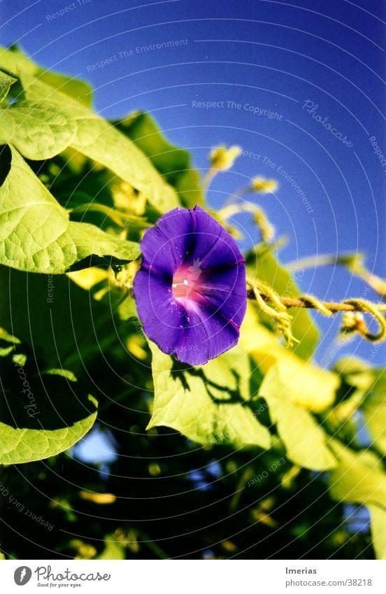 Violet_zoom Nature Plant Sky Cloudless sky Beautiful weather Flower Blossom Blue Green Common morning glory Creeper Colour photo Exterior shot Close-up Detail