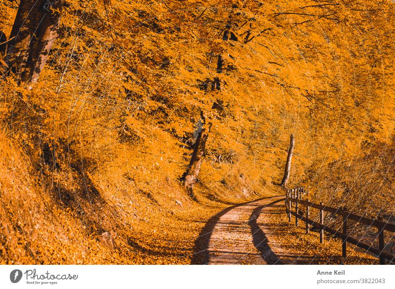 Autumn explosion in orange with shadow from the wooden railing on the hiking trail Autumn leaves Autumnal colours Exterior shot Yellow Leaf Colour photo