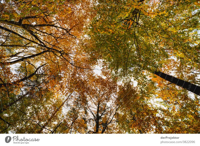 Trees with colourful leaves against the light Deep depth of field Sunbeam Sunlight Contrast Shadow Day Light Copy Space bottom Copy Space left Copy Space right