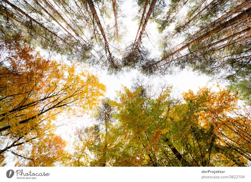 Trees with colourful leaves against the light Deep depth of field Sunbeam Sunlight Contrast Shadow Day Light Copy Space bottom Copy Space left Copy Space right