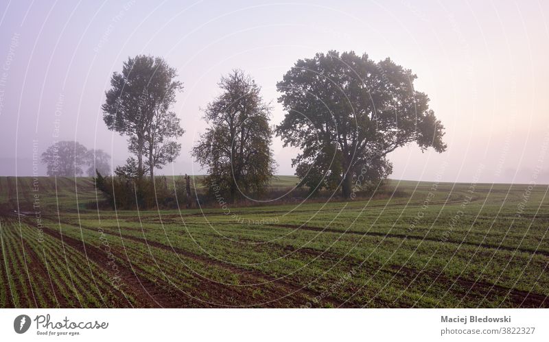 Rural foggy landscape with trees on a field at sunrise. rural nature scenery countryside sky no people view outdoor season autumn peaceful morning fall scenic