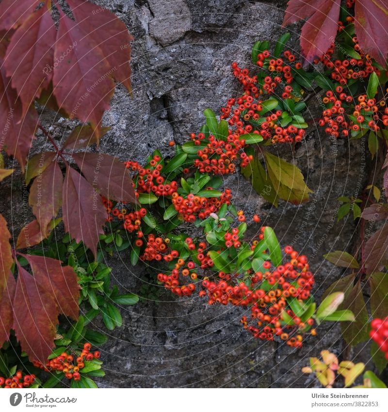 Firethorn and leaves of wild wine shine in autumn colours Burning bush Berries Virginia Creeper vine leaves pyracantha shrub Wall (barrier) creeper